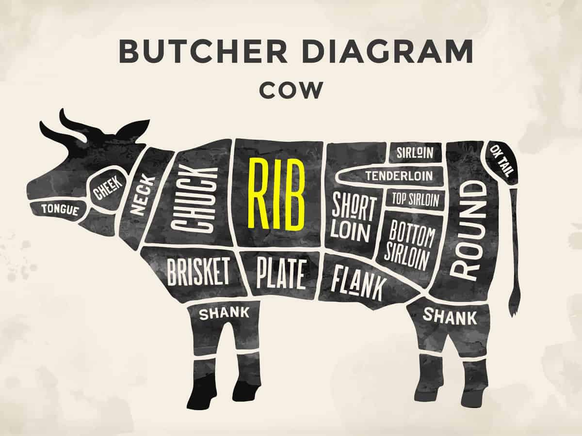 A cow illustration showing where a ribeye roast comes from.