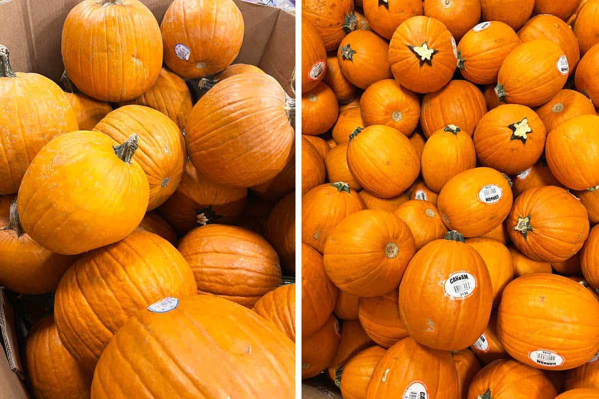 A two-photo collage showing large carving pumpkins on the left and small pie pumpkins on the right.  