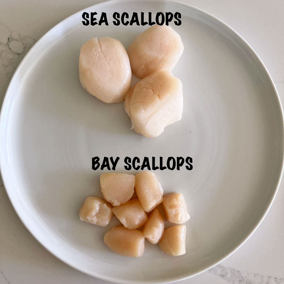 Sea scallops and bay scallops on a plate in a photo that shows the difference between them.