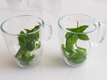 Fresh mint leaves are placed in two glass mugs.
