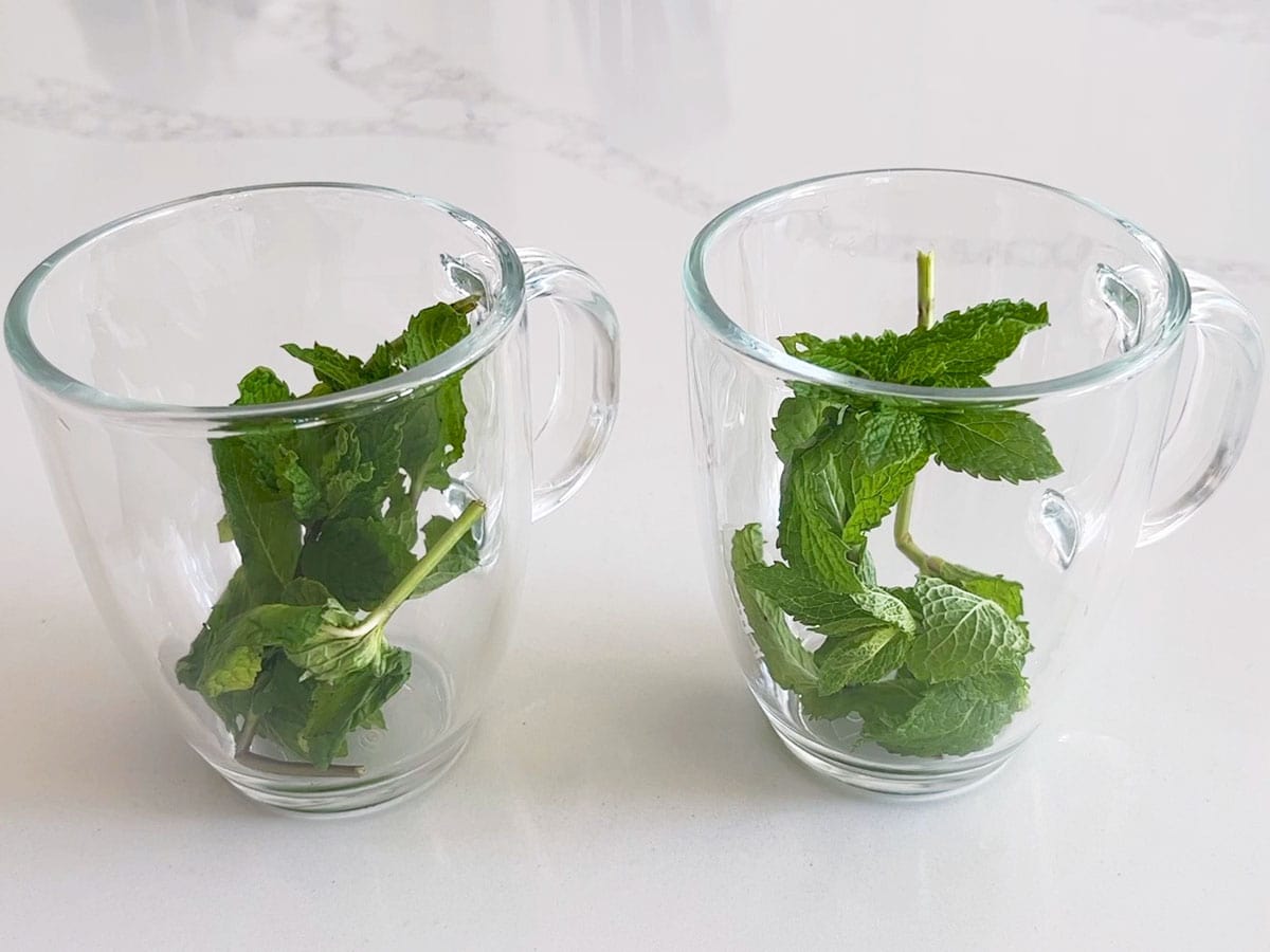Fresh mint leaves are placed in two glass mugs.