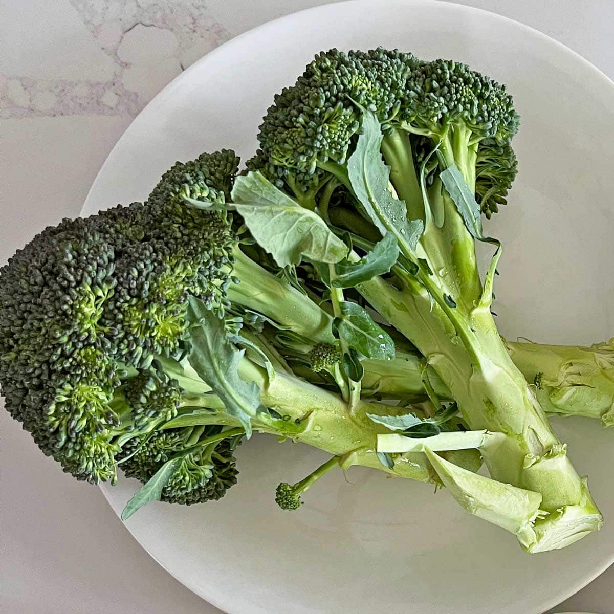 A broccoli bunch on a plate.
