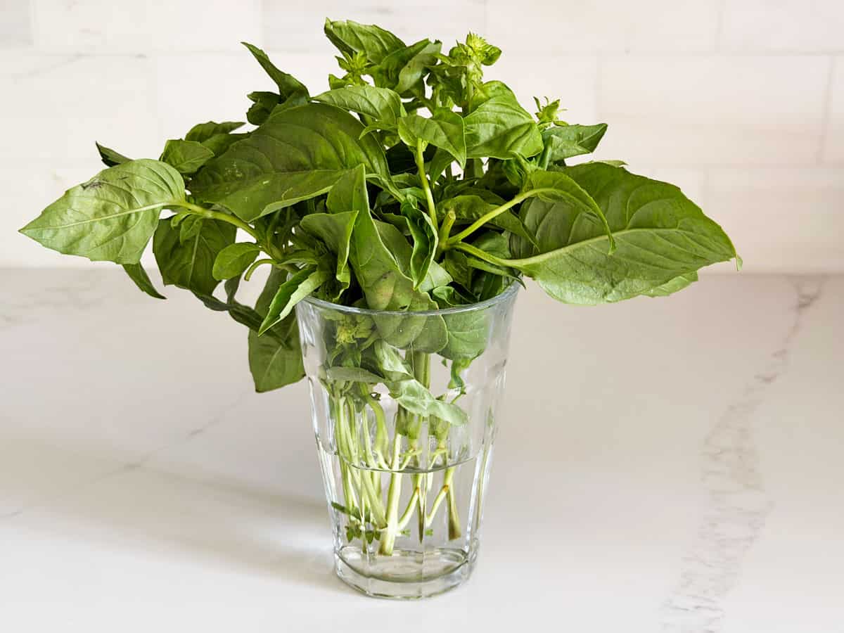 Fresh basil leaves are kept in a glass of water.